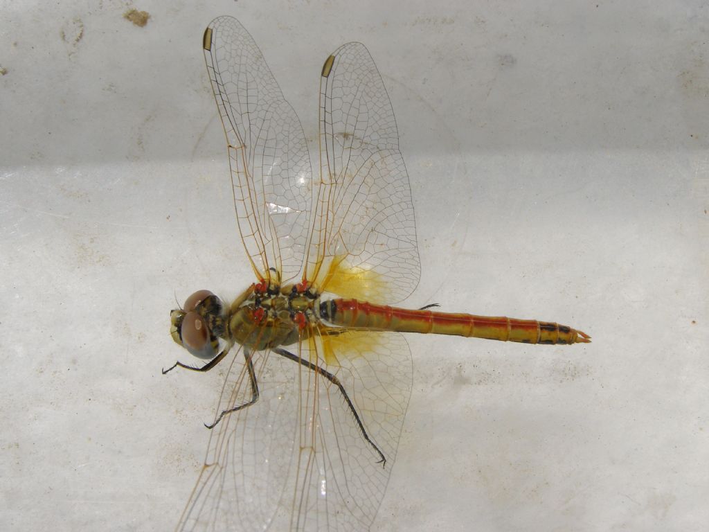 Sympetrum fonscolombii, maschi